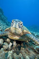USA, Close-Up of Green Sea Turtle on reef Wall Mural
