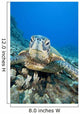 USA, Close-Up of Green Sea Turtle on reef Wall Mural