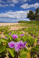 Green leafy vines with pink flowers on Keawakapu Beach Wall Mural