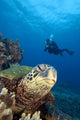 Hawaii, Diver Photographing Green Sea Turtle Wall Mural