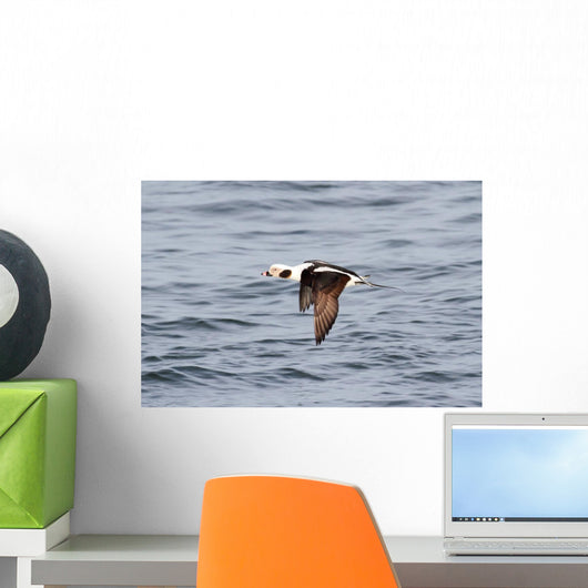Long-tailed Duck Oldsquaw