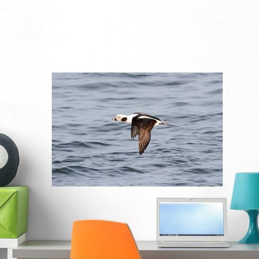 Long-tailed Duck Oldsquaw