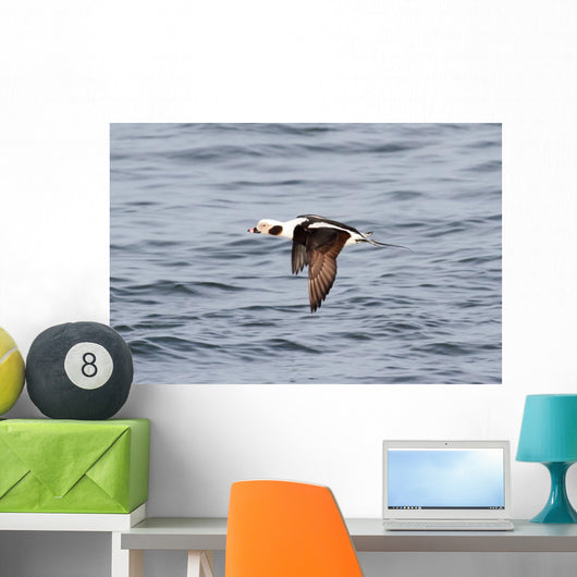 Long-tailed Duck Oldsquaw