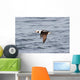 Long-tailed Duck Oldsquaw