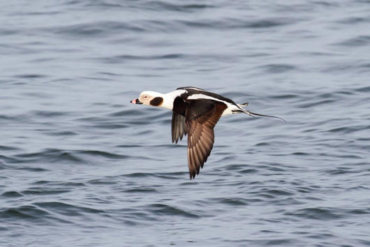 Long-tailed Duck Oldsquaw