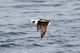 Long-tailed Duck Oldsquaw