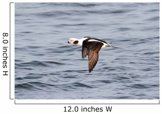 Long-tailed Duck Oldsquaw