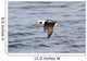 Long-tailed Duck Oldsquaw