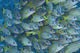 Hawaii, School Of Bluestripe Snapper Wall Mural