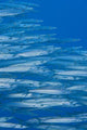 Hawaii, School Of Heller's Barracuda Wall Mural