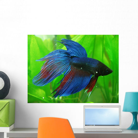 Siamese Fighter Fish