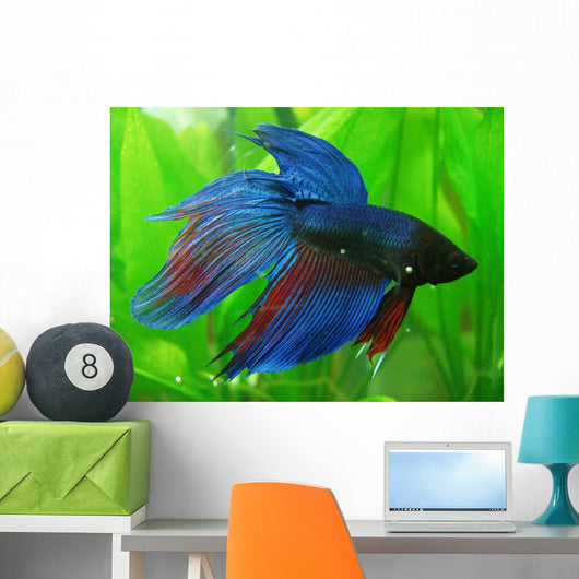 Siamese Fighter Fish