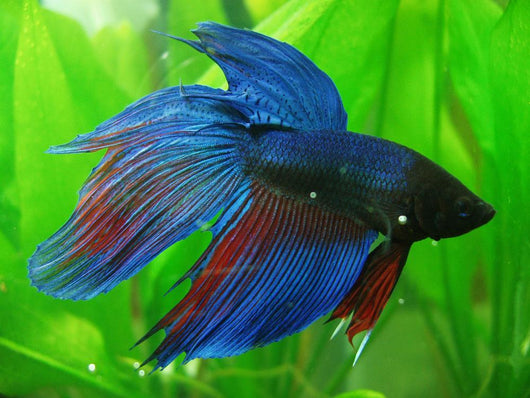Siamese Fighter Fish