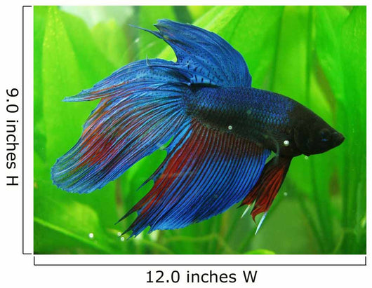 Siamese Fighter Fish