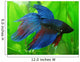 Siamese Fighter Fish