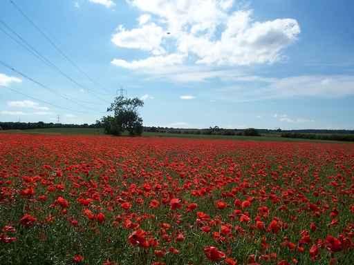 Pylon Poppies Wall Decal