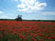 Pylon Poppies Wall Decal