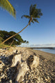 USA, Hawaii, Maui, Palm tree and driftwood on beach Wall Mural