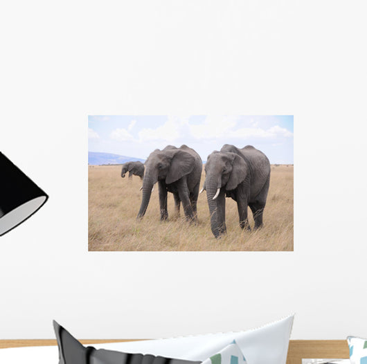 Lphants Femelle