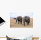 Lphants Femelle