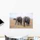 Lphants Femelle