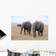 Lphants Femelle