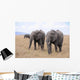 Lphants Femelle