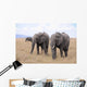 Lphants Femelle