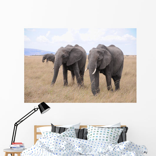 Lphants Femelle