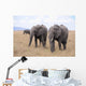 Lphants Femelle