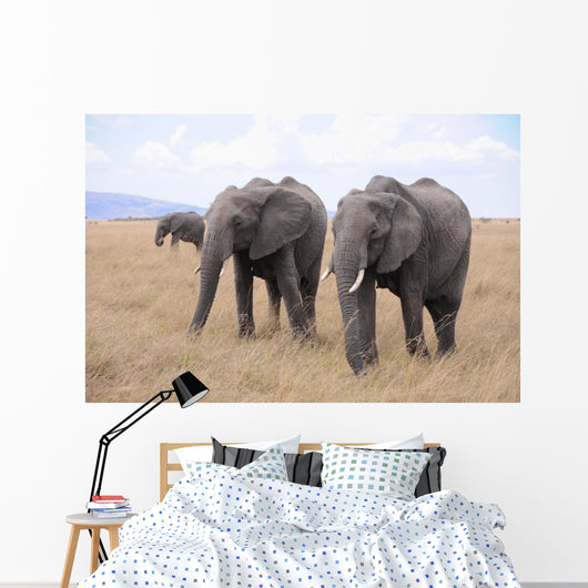 Lphants Femelle