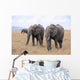 Lphants Femelle