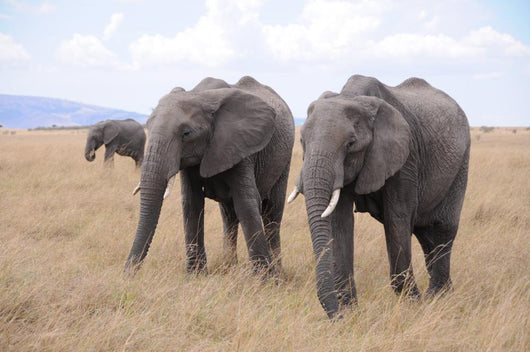 Lphants Femelle