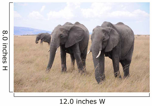 Lphants Femelle