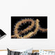 USA, Goby at night on feeding wire coral Wall Mural