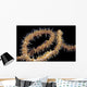 USA, Goby at night on feeding wire coral Wall Mural