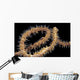 USA, Goby at night on feeding wire coral Wall Mural