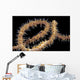 USA, Goby at night on feeding wire coral Wall Mural