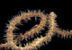 USA, Goby at night on feeding wire coral Wall Mural