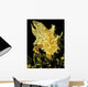 USA, Sargasumfish on floating sargasum weed in Pacific ocean Wall Mural