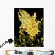 USA, Sargasumfish on floating sargasum weed in Pacific ocean Wall Mural