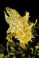 USA, Sargasumfish on floating sargasum weed in Pacific ocean Wall Mural