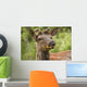 Elk With Dandelion In It's Mouth In Prince Albert National Park Wall Mural