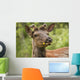 Elk With Dandelion In It's Mouth In Prince Albert National Park Wall Mural