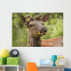 Elk With Dandelion In It's Mouth In Prince Albert National Park Wall Mural
