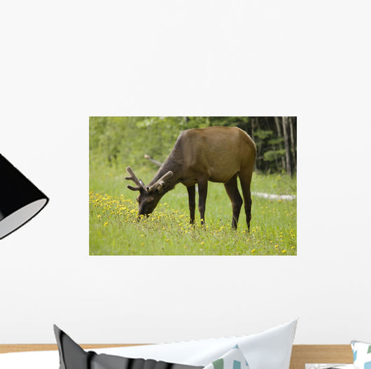 Elk Grazing On Wildflowers In Prince Albert National Park Wall Mural