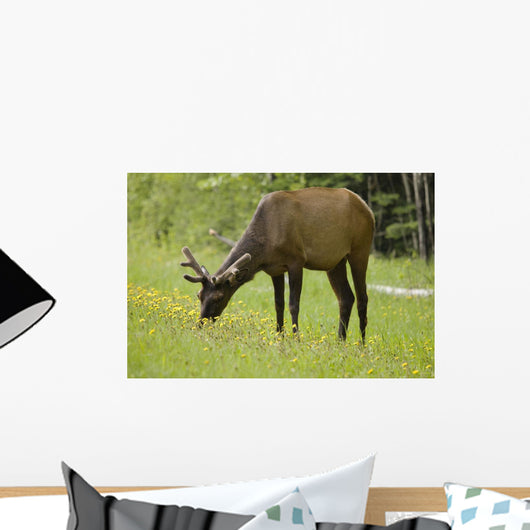 Elk Grazing On Wildflowers In Prince Albert National Park Wall Mural