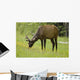 Elk Grazing On Wildflowers In Prince Albert National Park Wall Mural