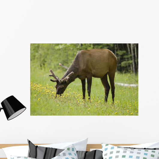 Elk Grazing On Wildflowers In Prince Albert National Park Wall Mural