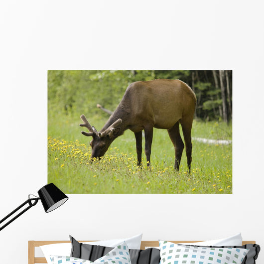 Elk Grazing On Wildflowers In Prince Albert National Park Wall Mural